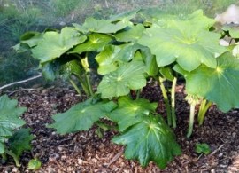 podophyllum pleianthum-450x337